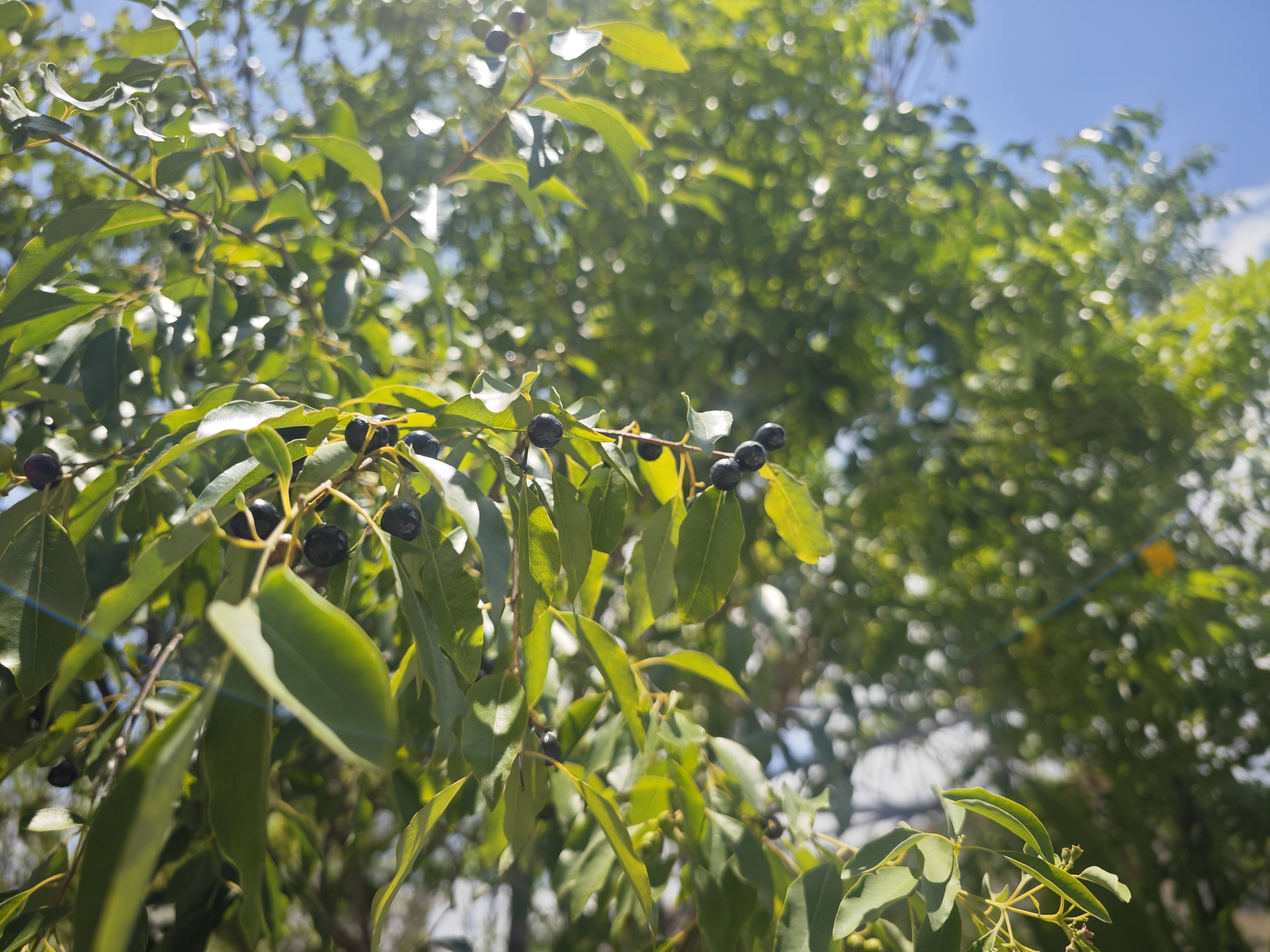 檀香：从植根中国到香飘世界